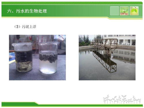 污水处理用微生物菌剂