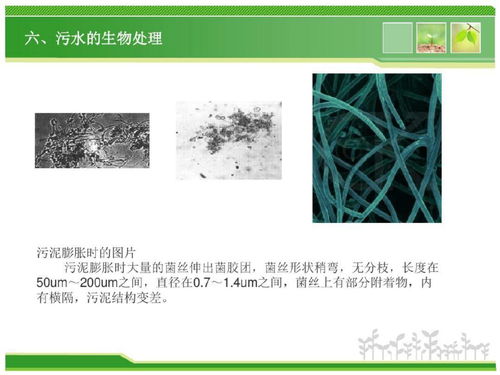 污水处理生物菌剂怎么用