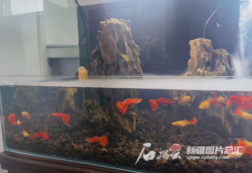 杀鱼废水处理