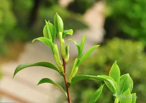 硫酸亚铁喷施