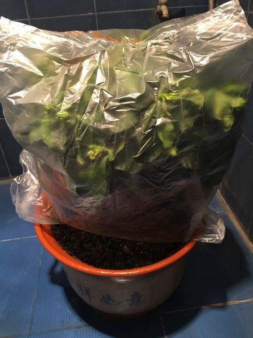 1克硫酸亚铁兑多少水浇花