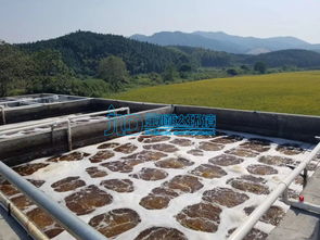 污水处理常用药剂配方比例规范
