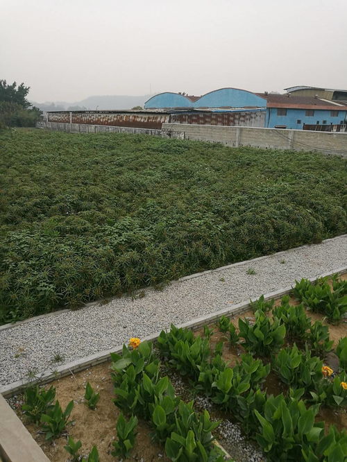 诚信污水处理药剂是什么